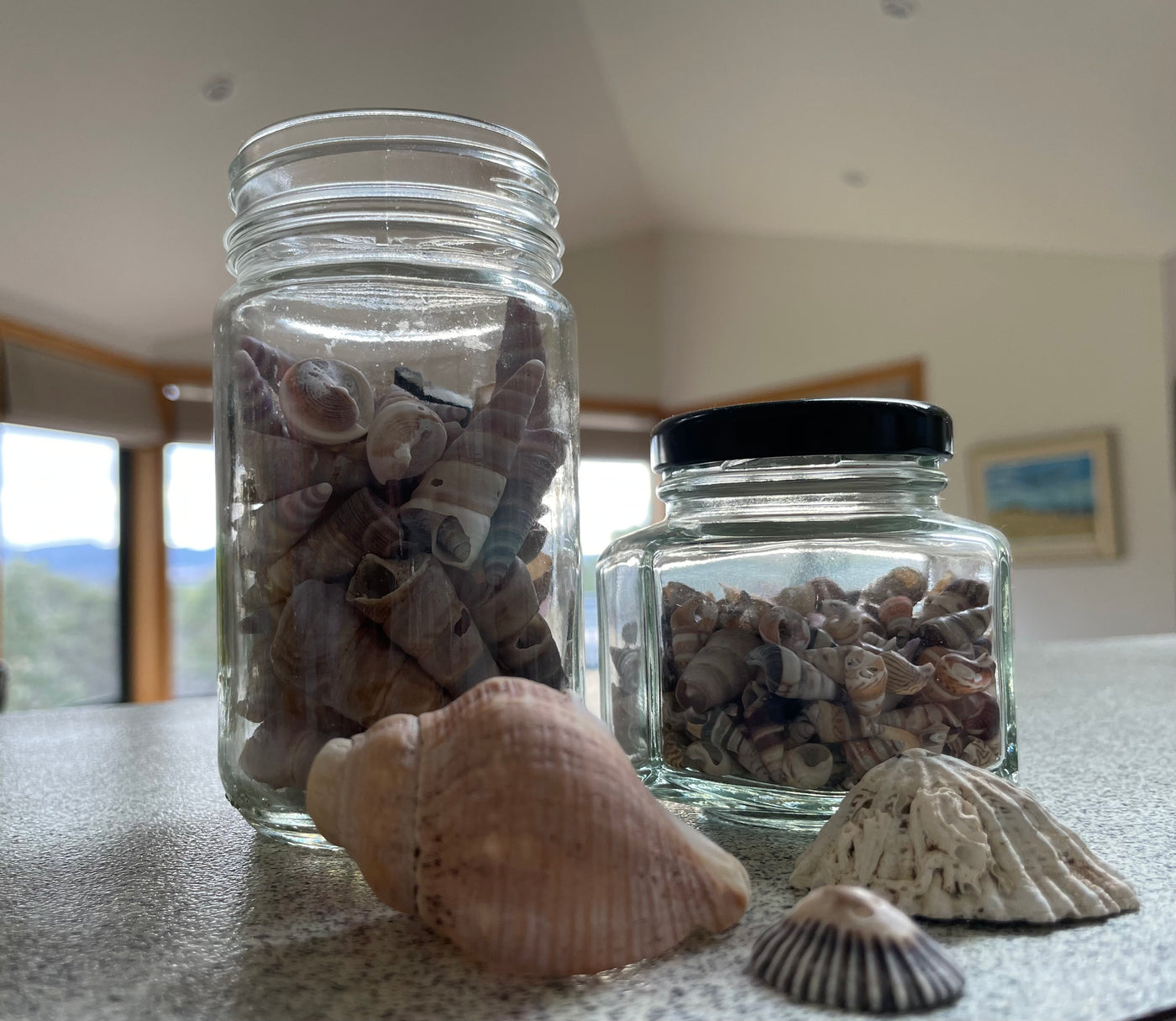 shell collection